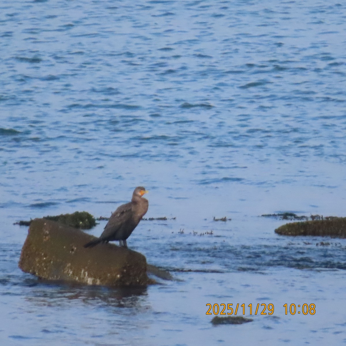 Double-crested Cormorant - ML646087305