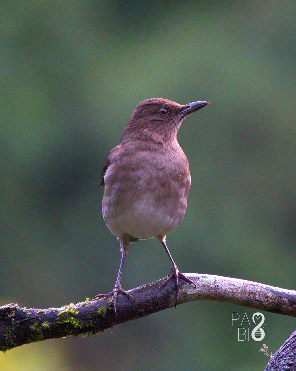 Black-billed Thrush - ML646087317