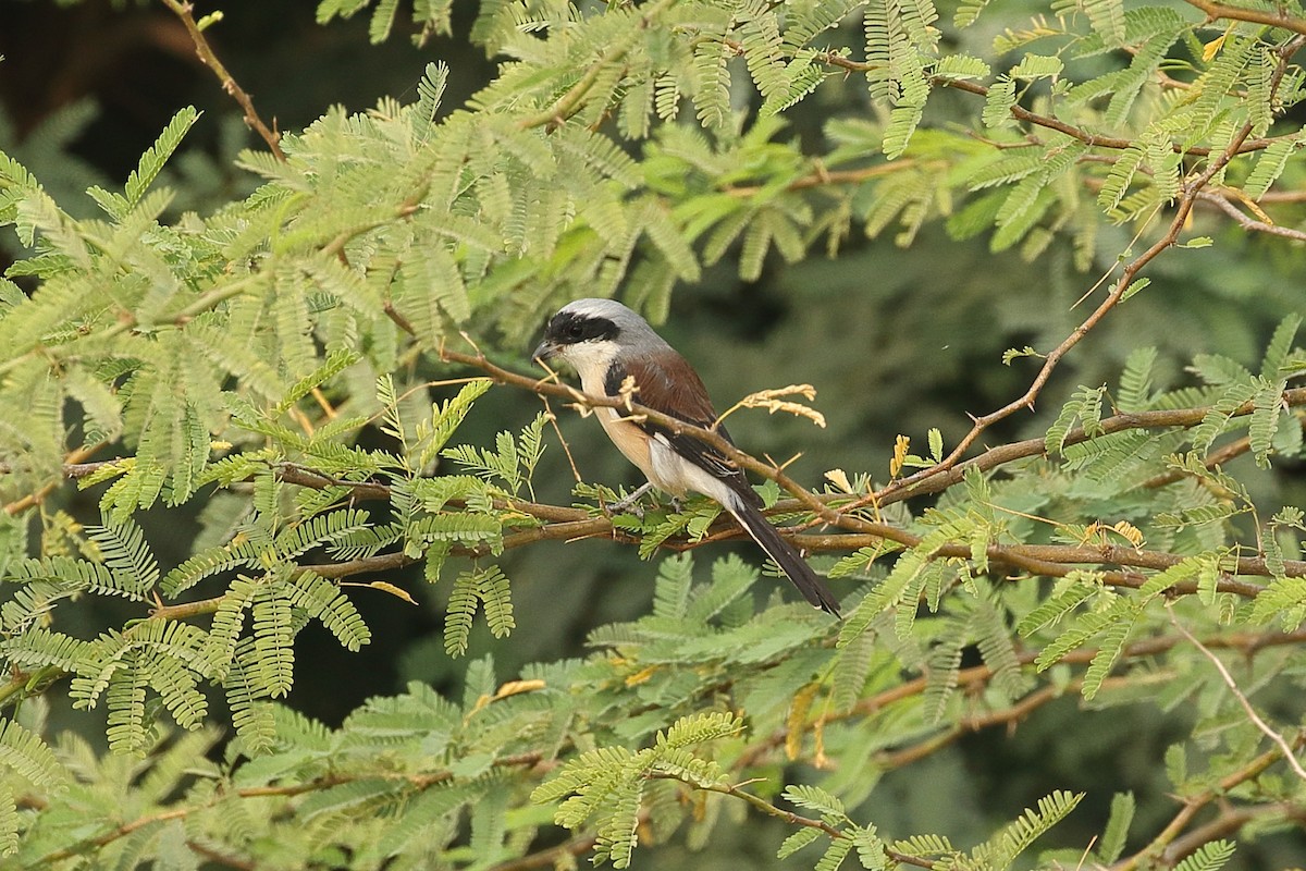 חנקן הודי - ML646087324