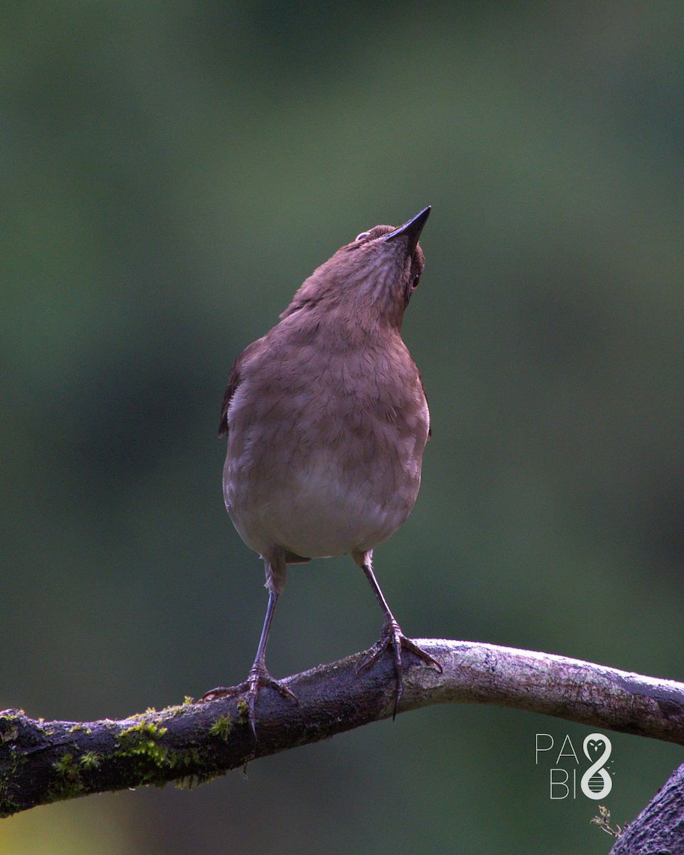 Black-billed Thrush - ML646087326