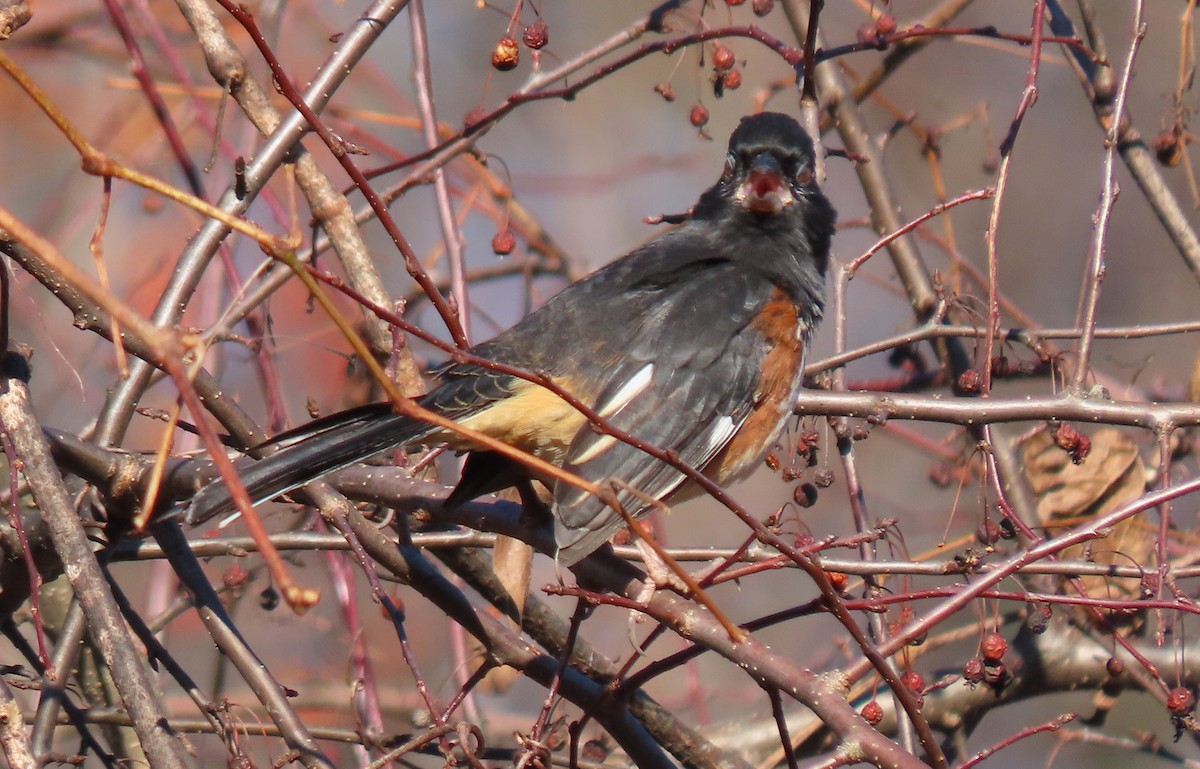 Eastern Towhee - ML646087337