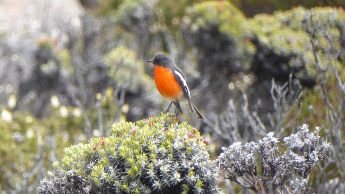 Flame Robin - ML646087339