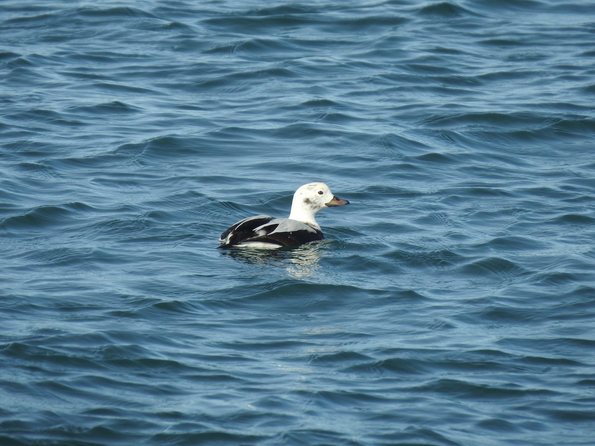 Long-tailed Duck - ML646087340