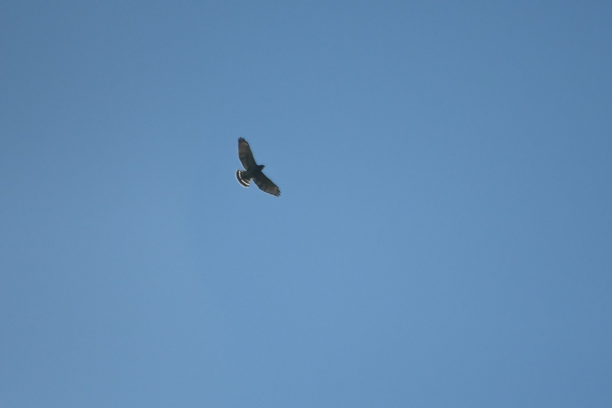 Broad-winged Hawk - ML646087343