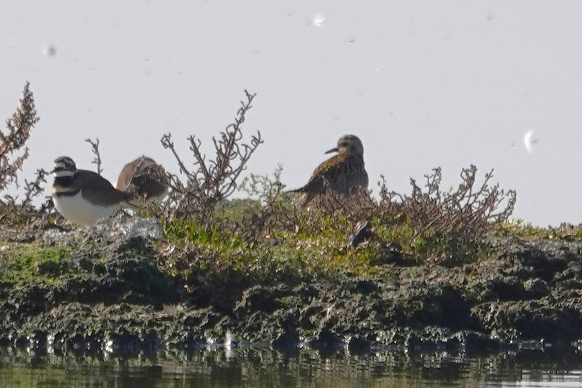 Pacific Golden-Plover - ML646087345