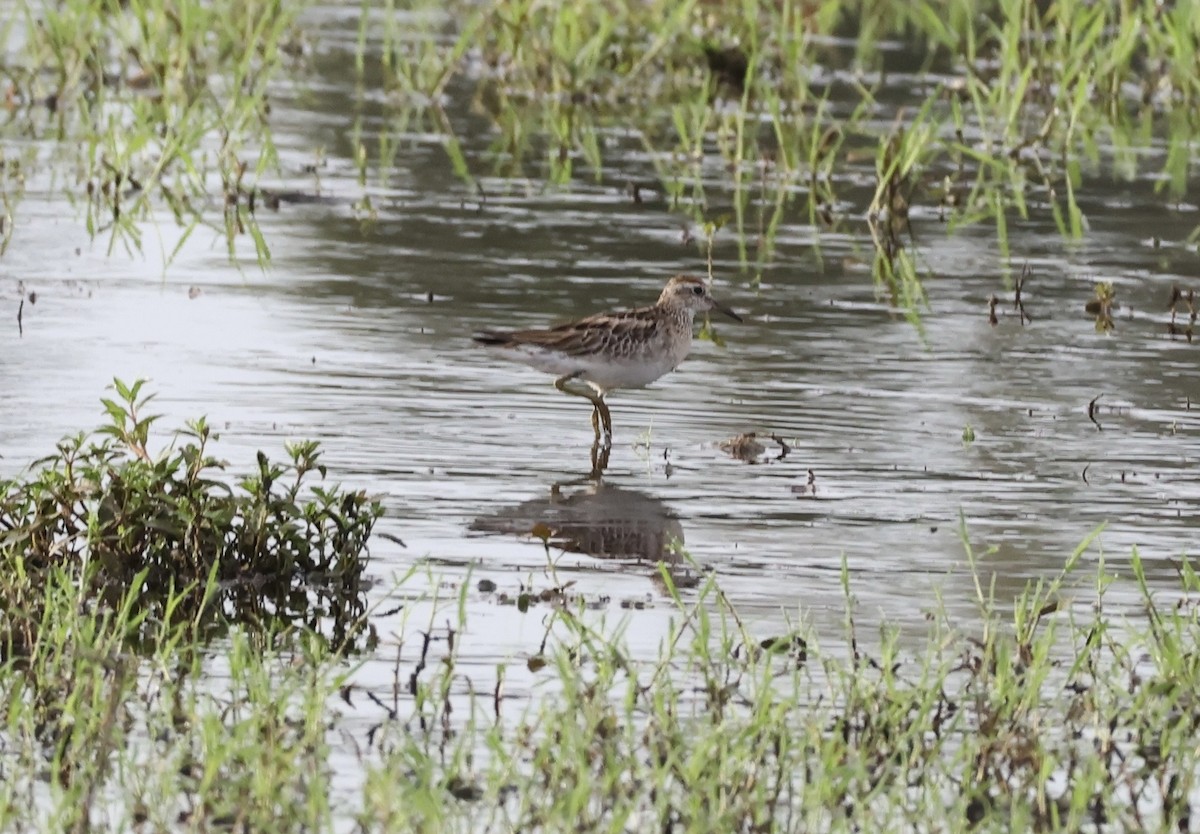 Sharp-tailed Sandpiper - ML646087347