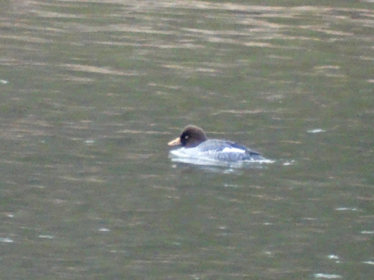 Common Goldeneye - ML646087348
