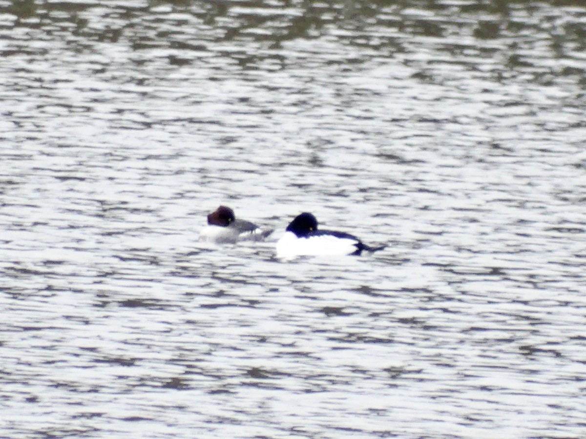 Common Goldeneye - ML646087349