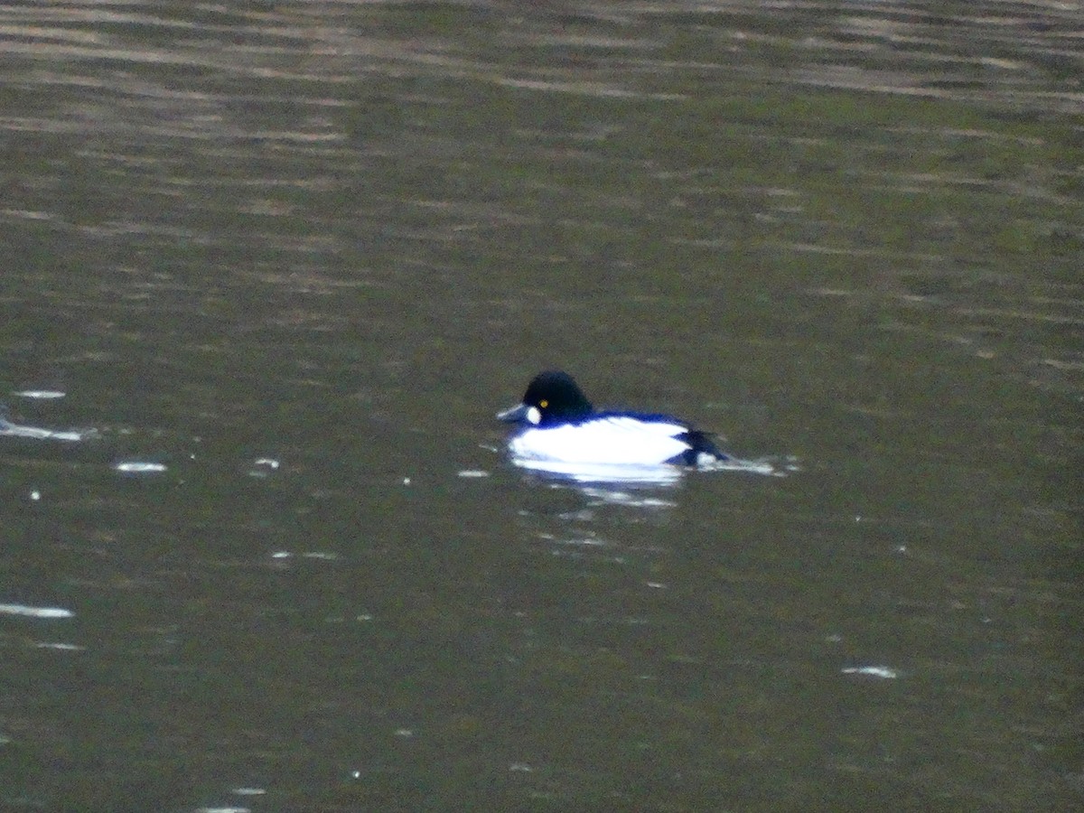 Common Goldeneye - ML646087350