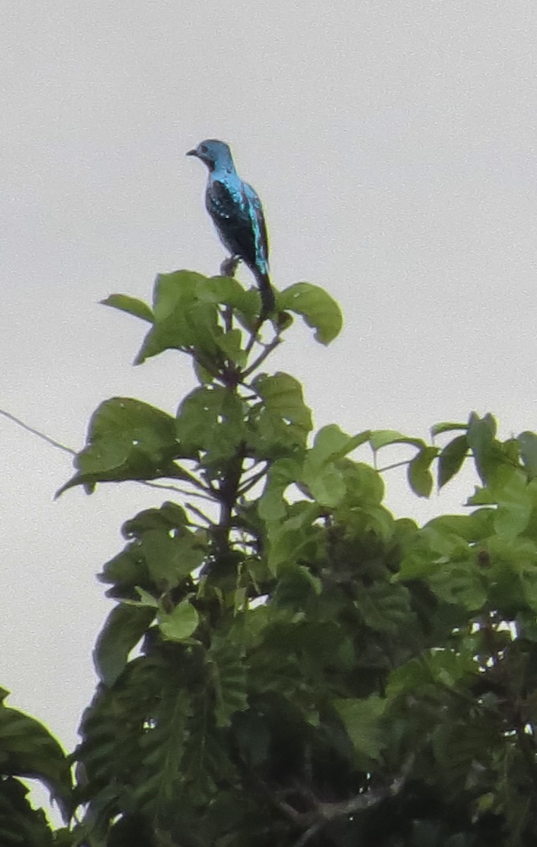 Spangled Cotinga - ML646087351