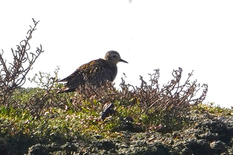 Pacific Golden-Plover - ML646087355