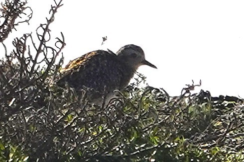 Pacific Golden-Plover - ML646087358