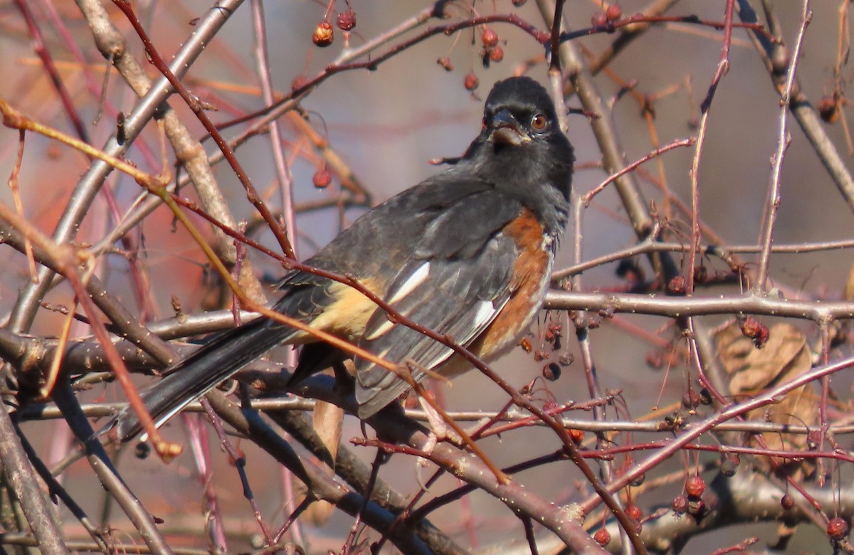 Eastern Towhee - ML646087359