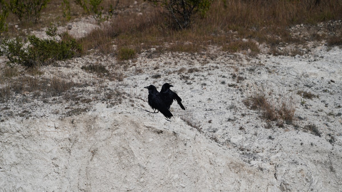 Erroi handia - ML646087360