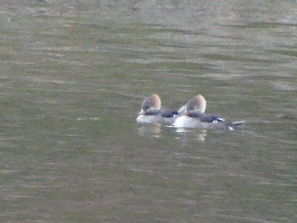 Hooded Merganser - ML646087363