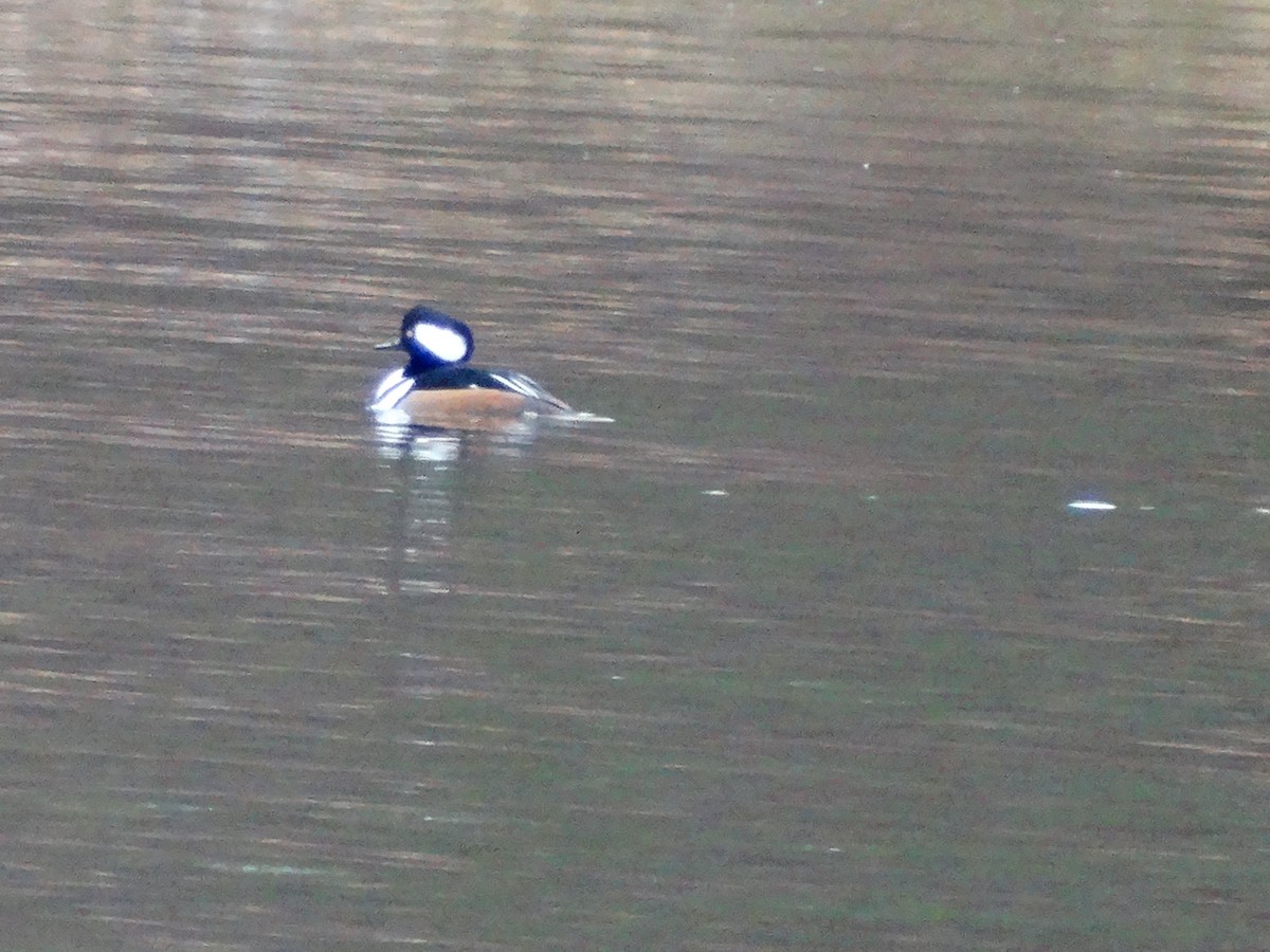 Hooded Merganser - ML646087364