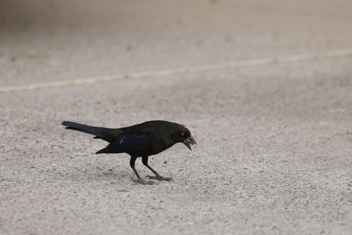 Красноглазый трупиал - ML646087371