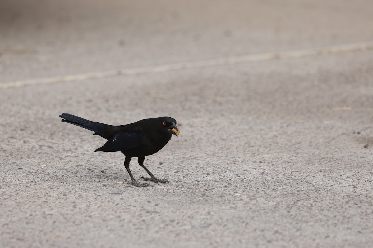 Красноглазый трупиал - ML646087375