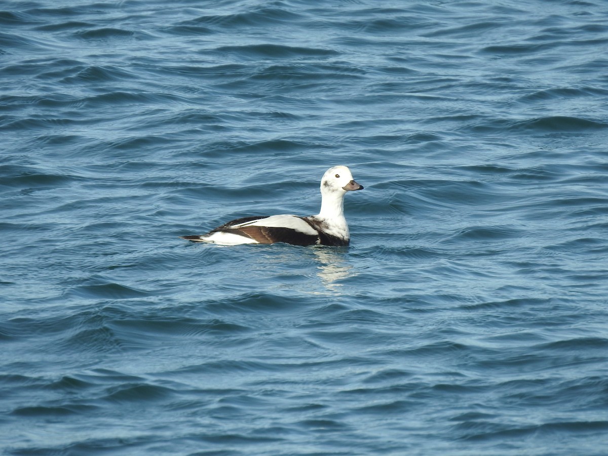 Long-tailed Duck - ML646087383