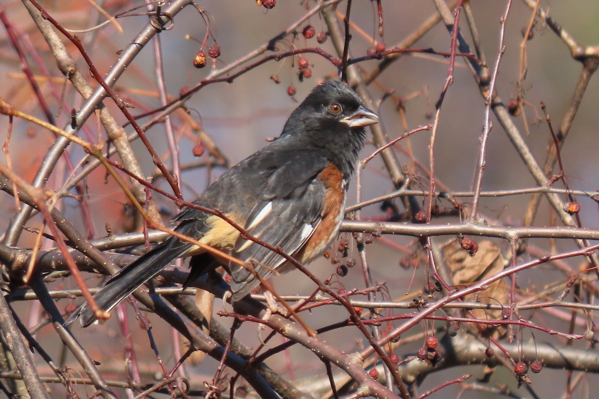 Eastern Towhee - ML646087384