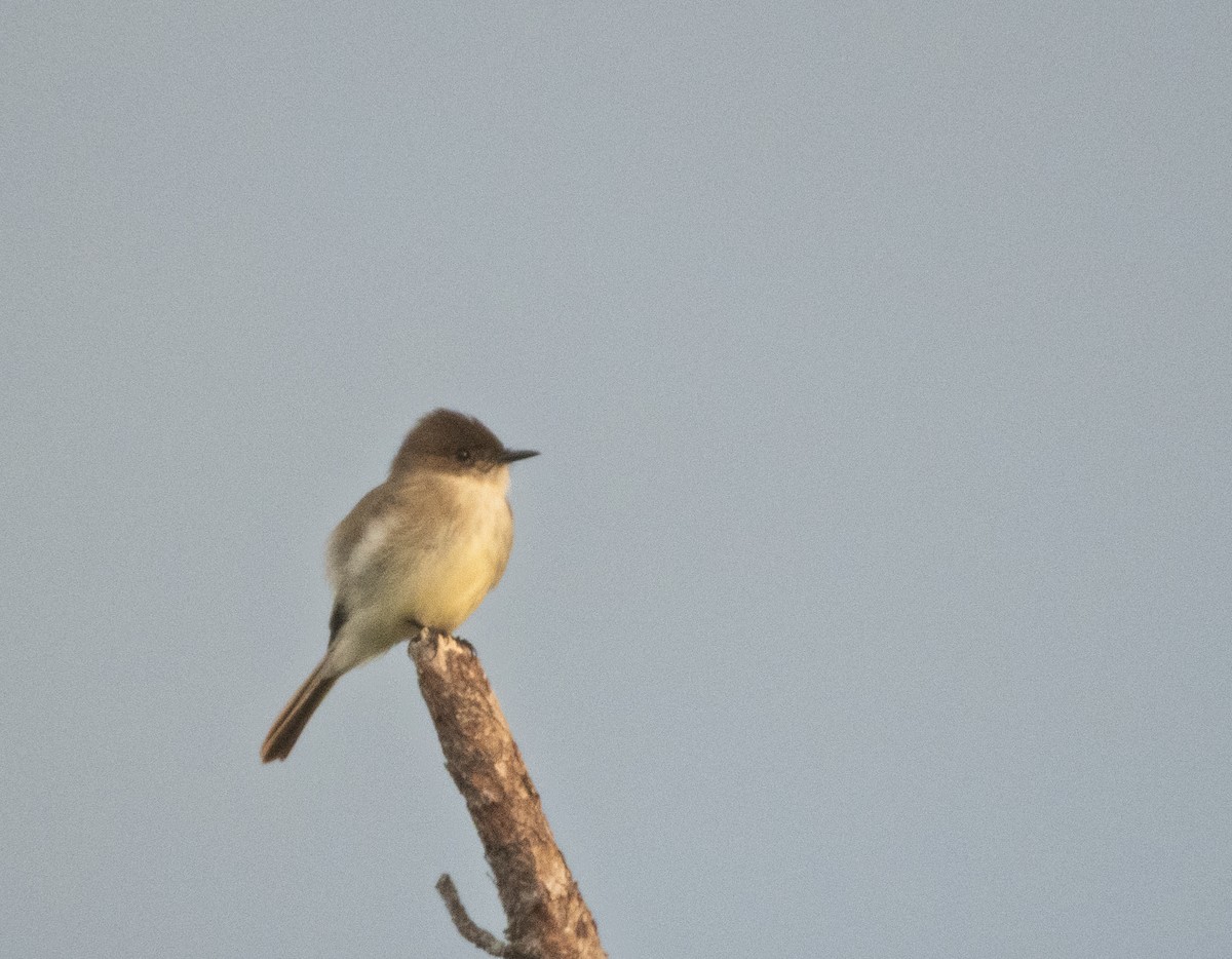 פיבי מזרחית - ML646087385