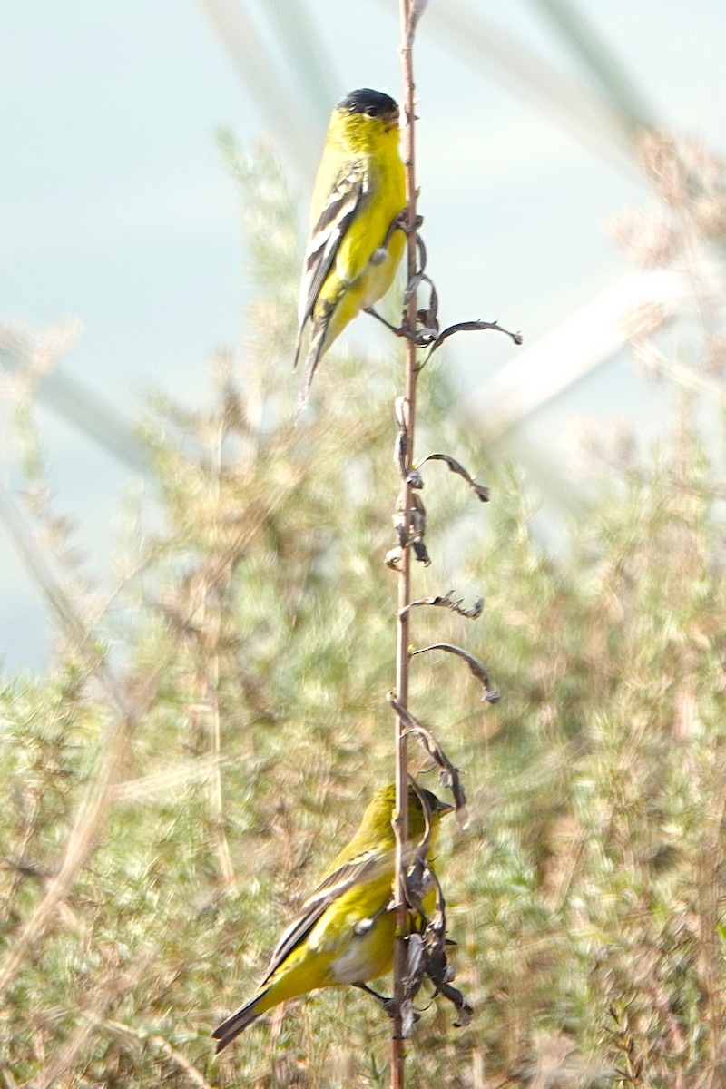 Lesser Goldfinch - ML646087386