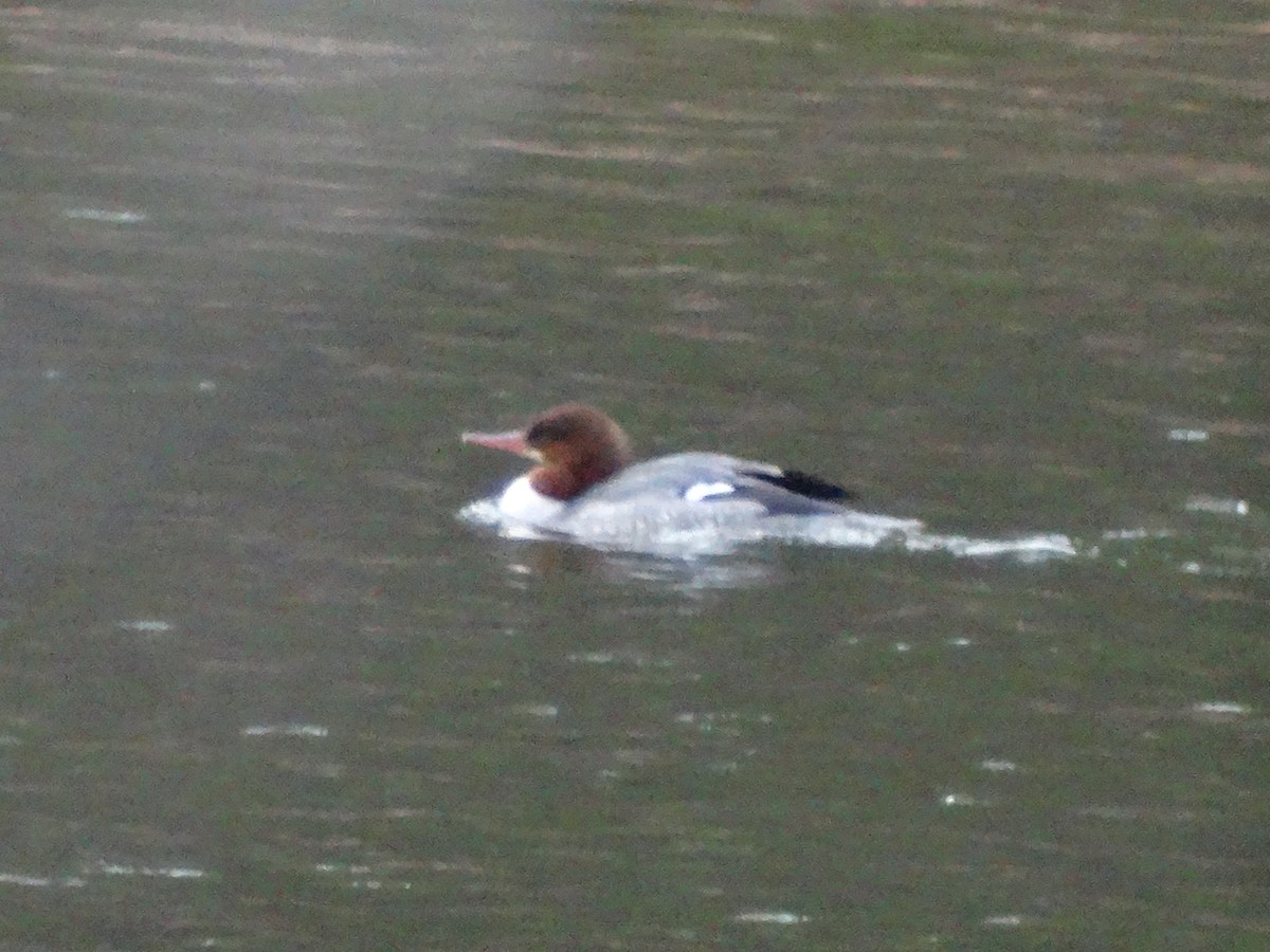 Common Merganser - ML646087387