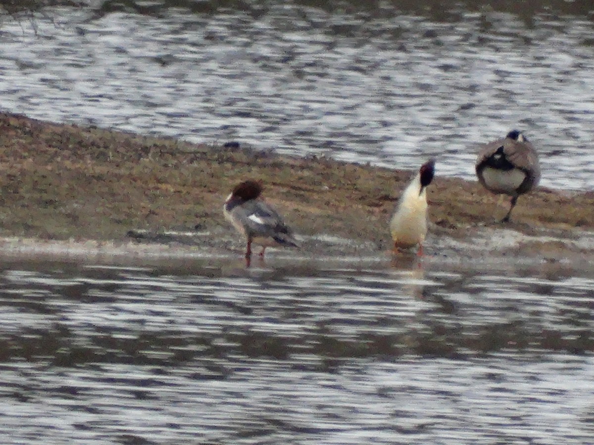 Common Merganser - ML646087388