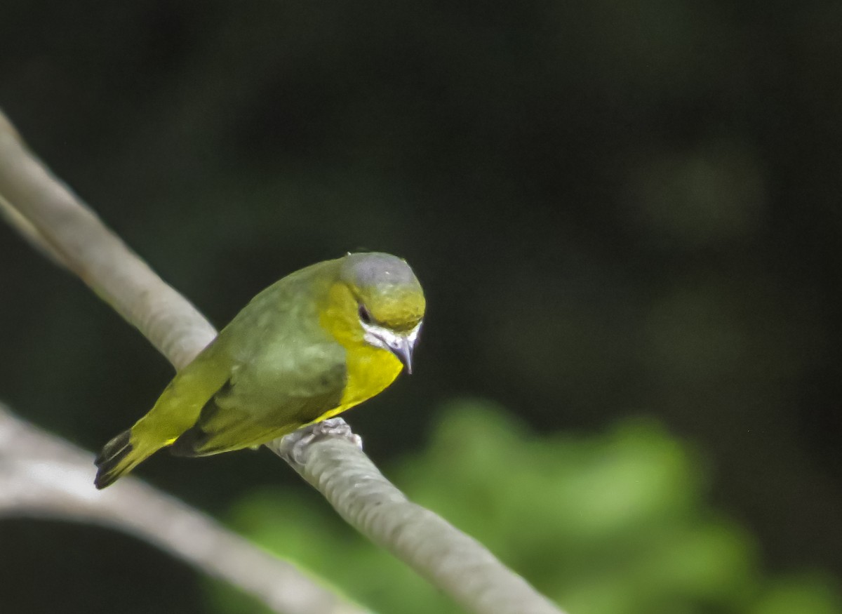 Golden-bellied Euphonia - ML646087389