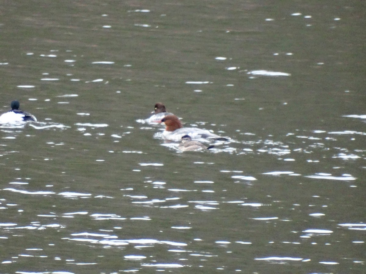 Common Merganser - ML646087390