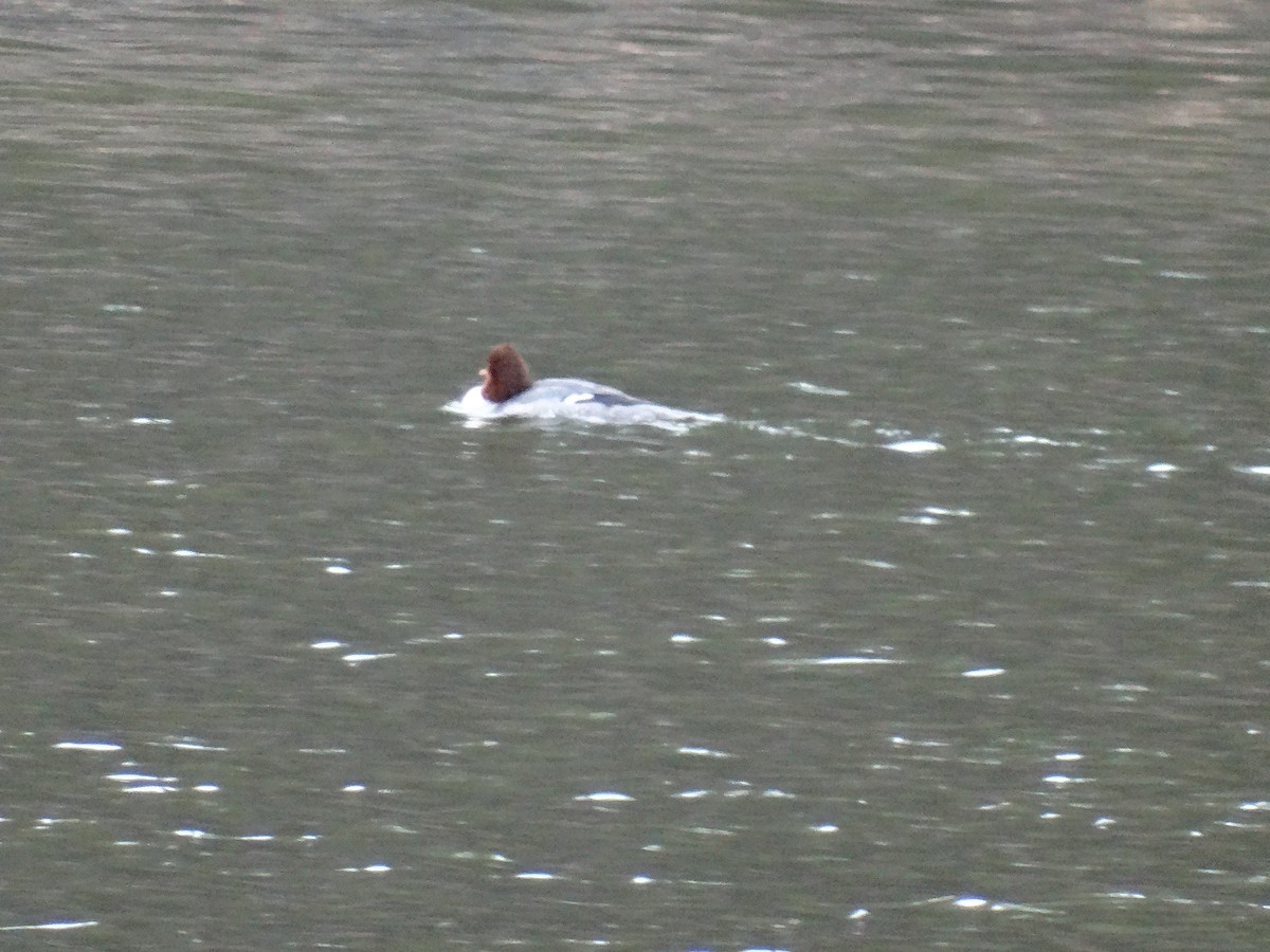 Common Merganser - ML646087391