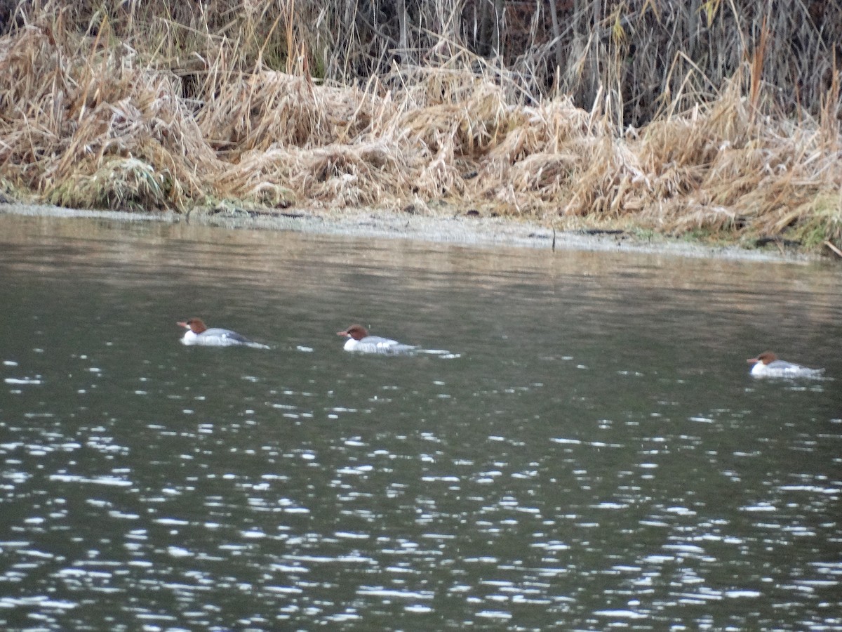 Common Merganser - ML646087392