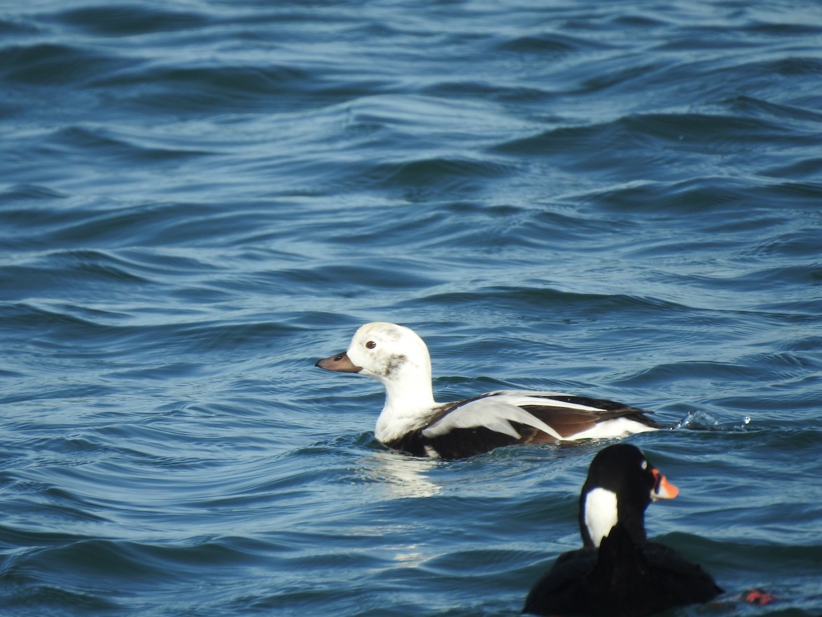 Long-tailed Duck - ML646087393