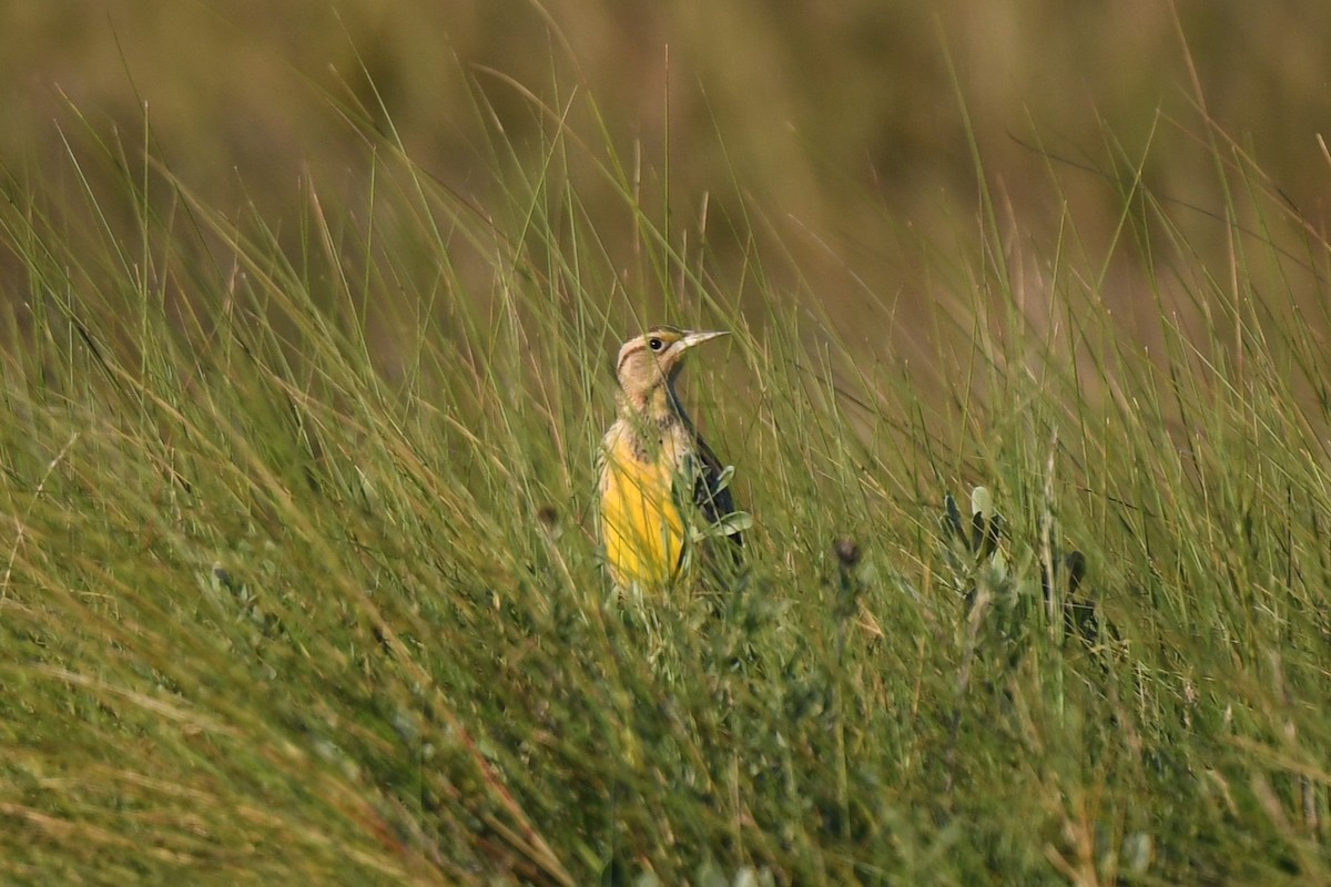 Doğulu Tarlasığırcığı - ML646087394