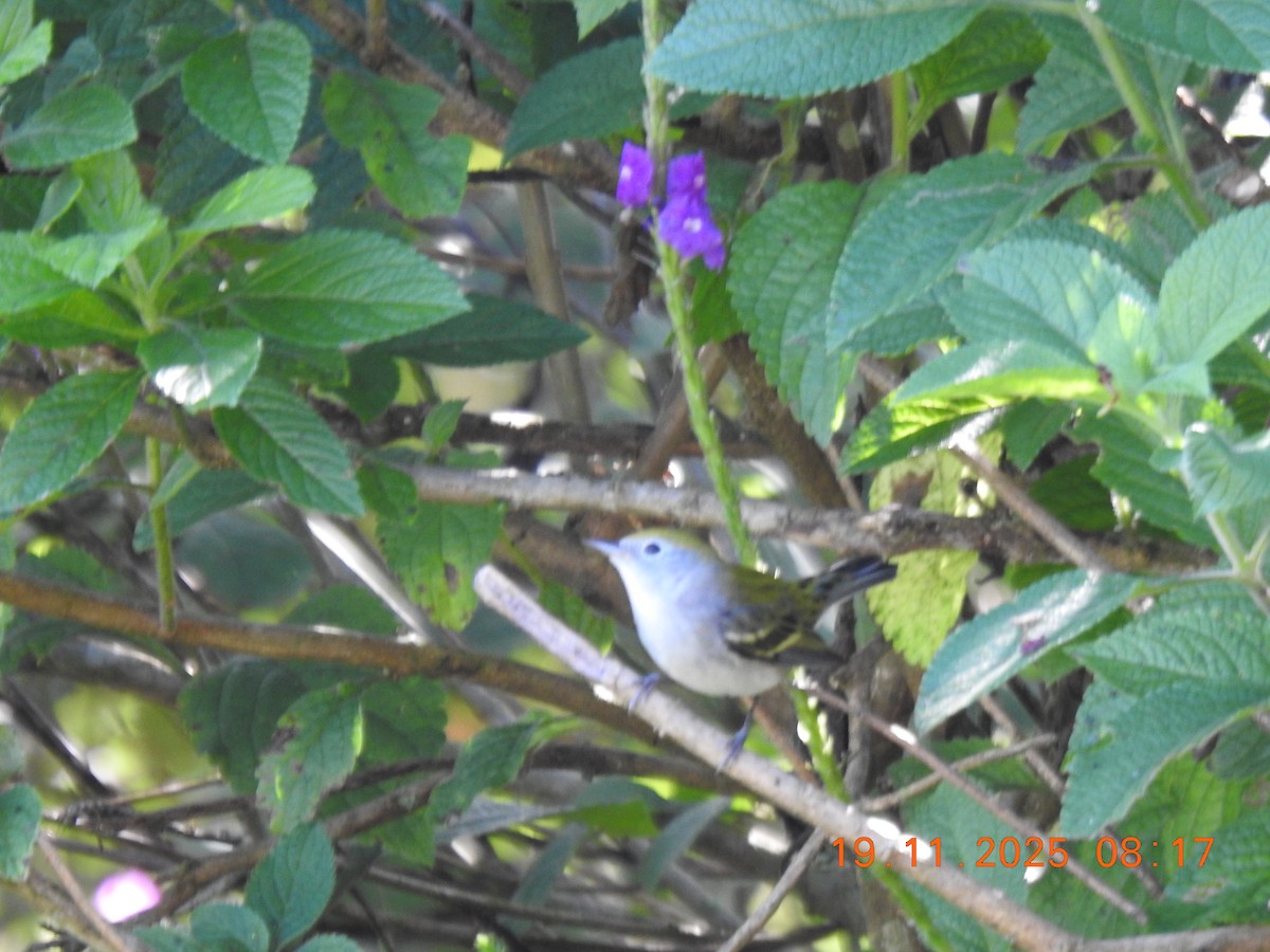 ワキチャアメリカムシクイ - ML646087397