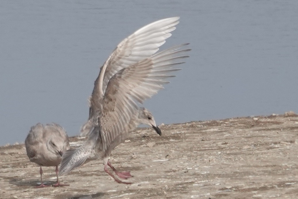 Glaucous-winged Gull - ML646087398
