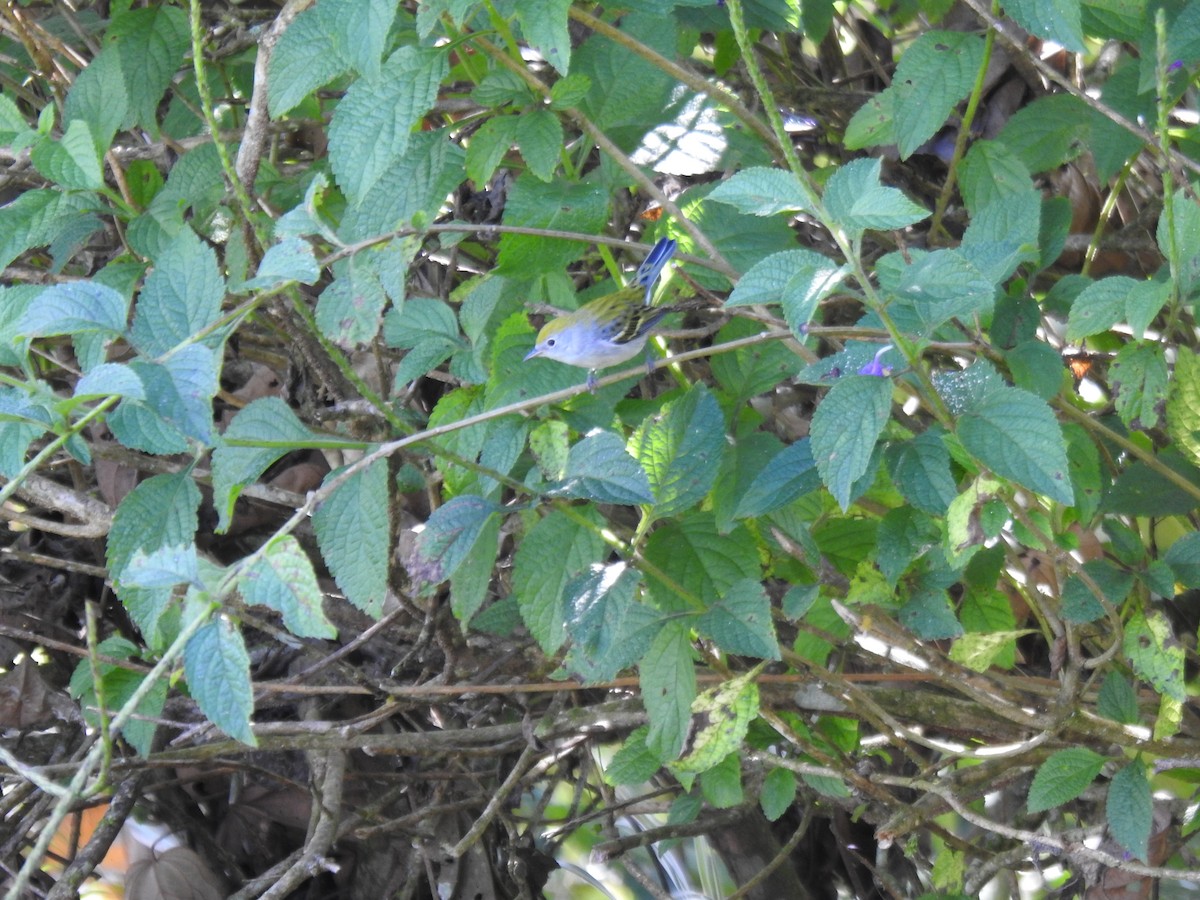 ワキチャアメリカムシクイ - ML646087399