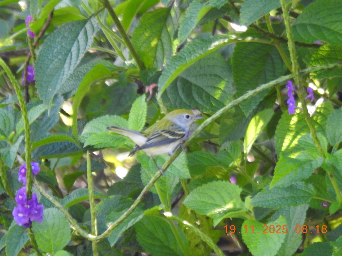 ワキチャアメリカムシクイ - ML646087400