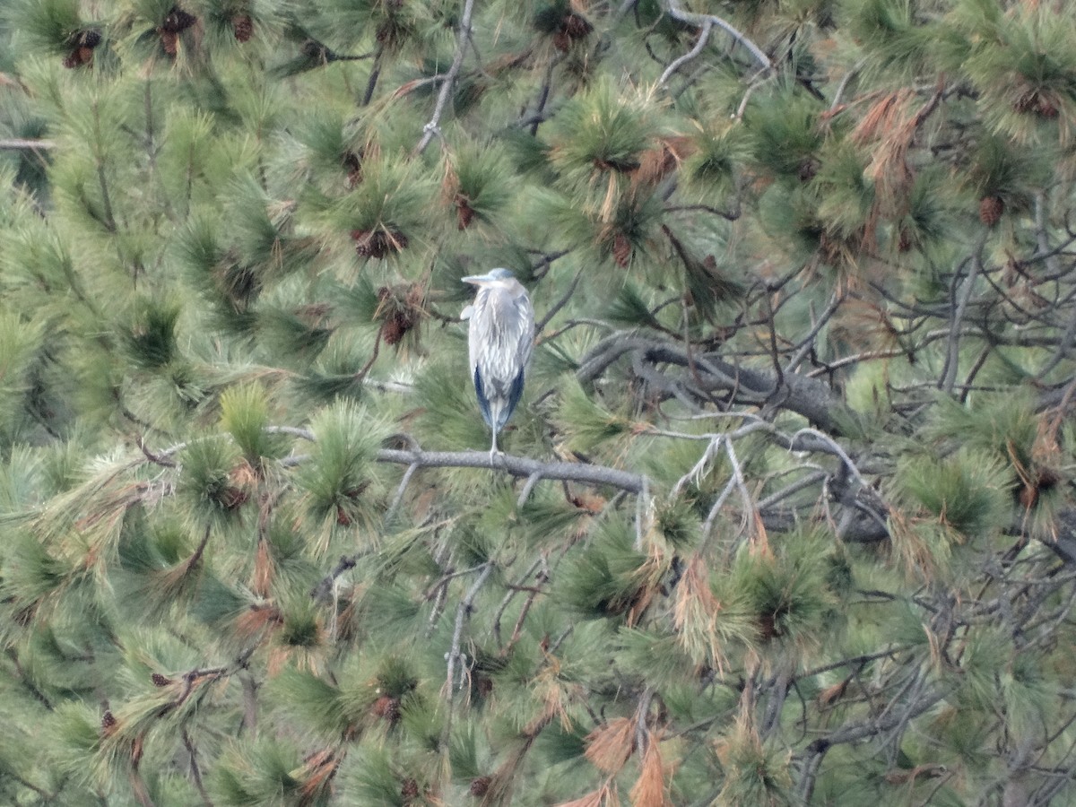 Great Blue Heron - ML646087403