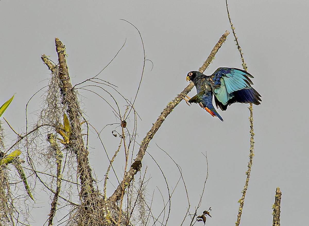 Bronze-winged Parrot - ML646087404