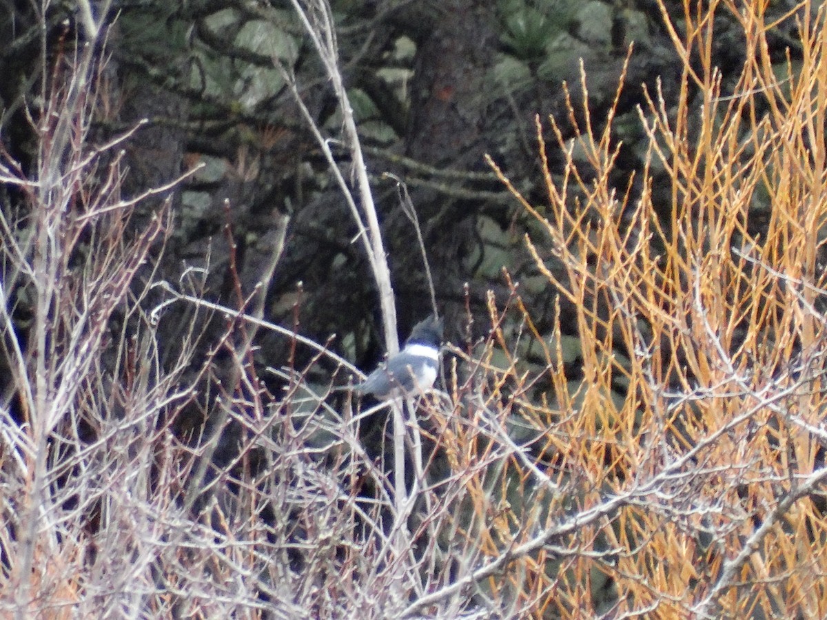 Belted Kingfisher - ML646087406