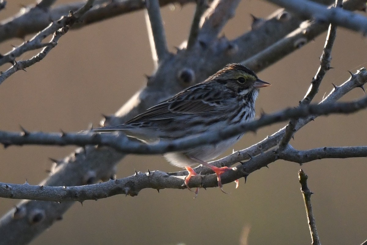 Savannah Sparrow - ML646087408