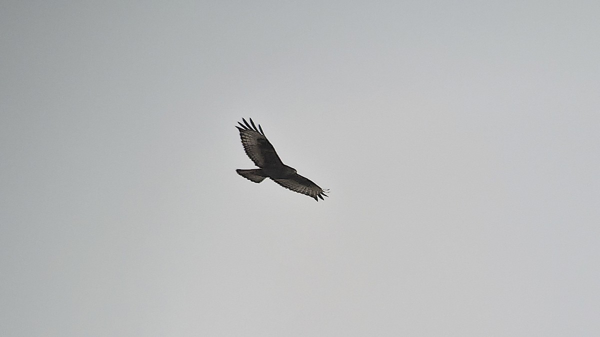 Rough-legged Hawk - ML646087411