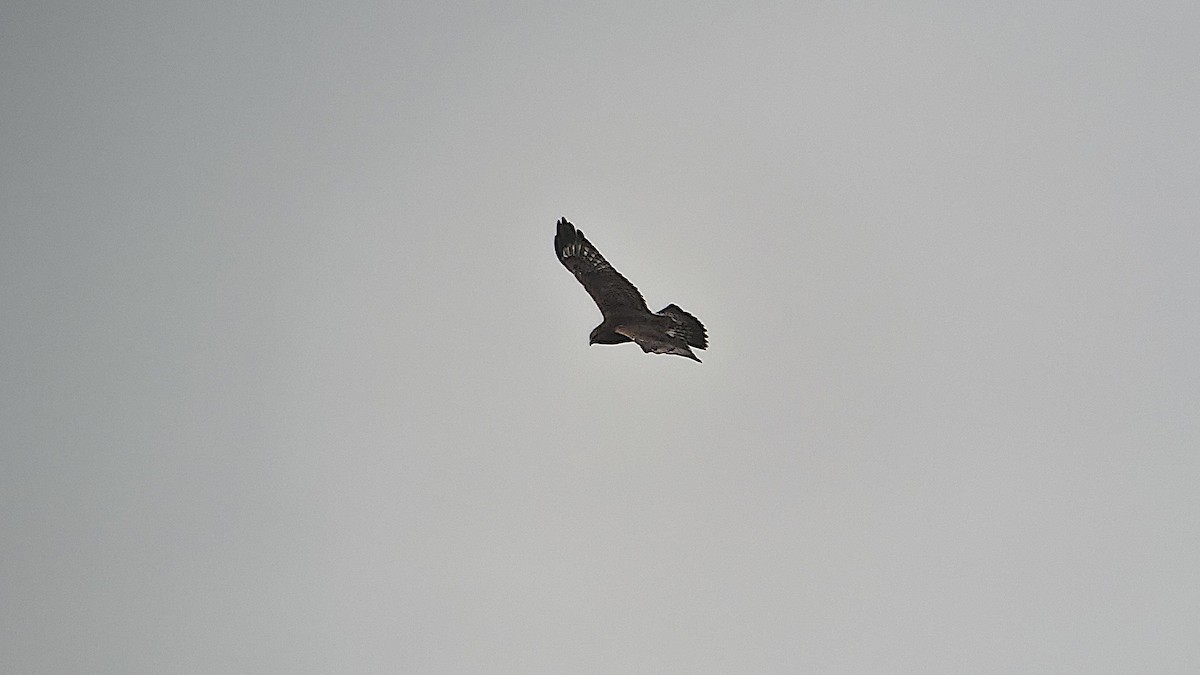 Rough-legged Hawk - ML646087412
