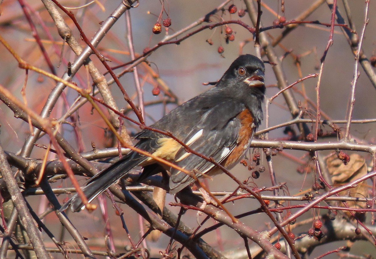 Eastern Towhee - ML646087415
