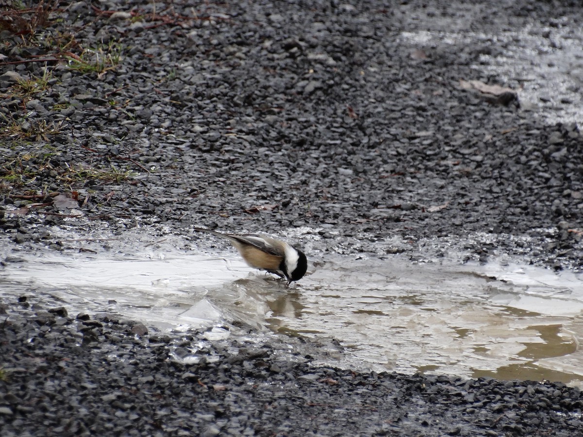 Black-capped Chickadee - ML646087418