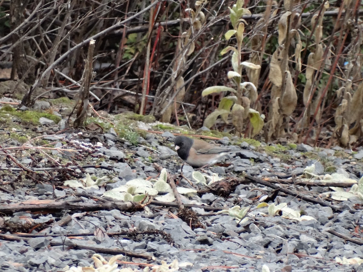 Dark-eyed Junco - ML646087424