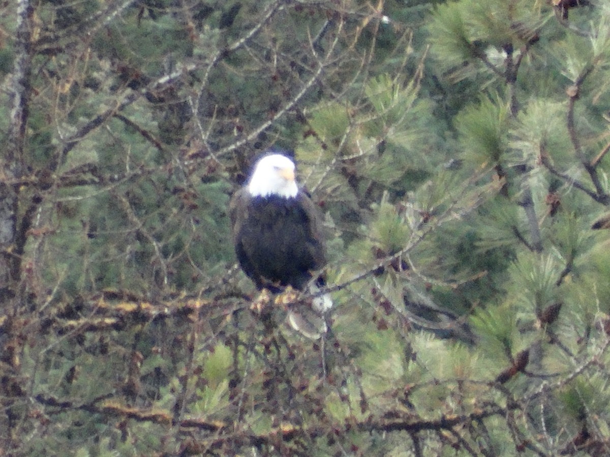 Bald Eagle - ML646087433