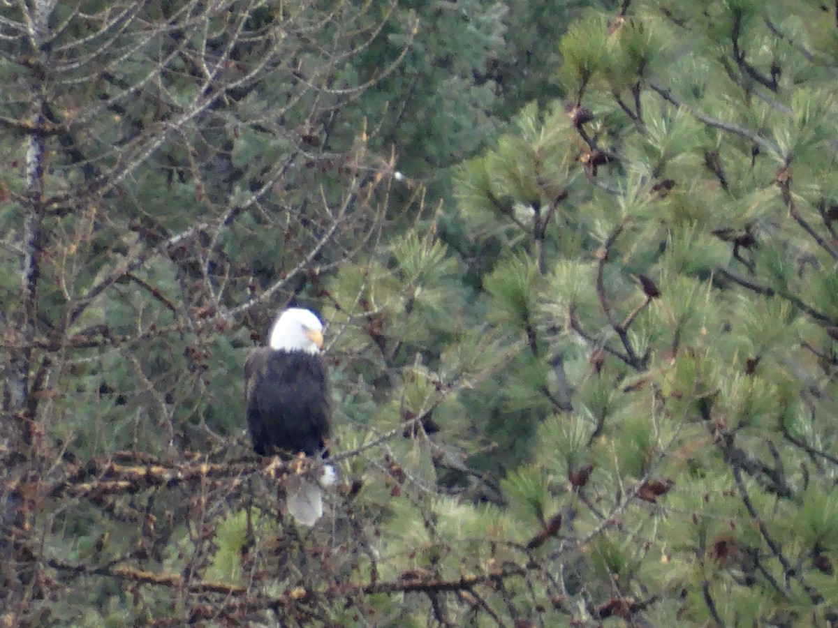 Bald Eagle - ML646087434