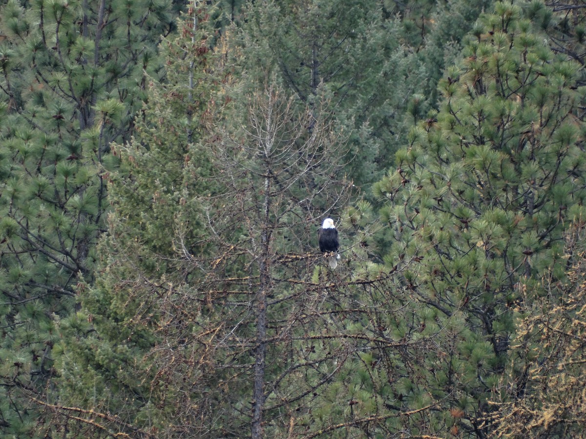 Bald Eagle - ML646087437